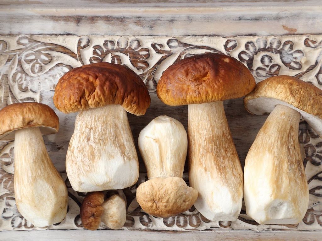 Steinpilze